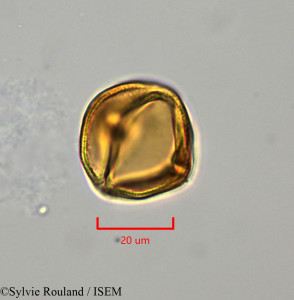 Lechea racemulosa - lame n° 1722