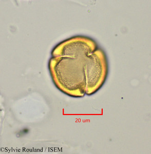Lechea racemulosa - lame n° 1722