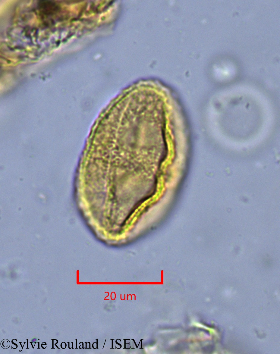Sylvie.Rouland/Ledermannia_chrysochlamys_1859/Ledermannia_chrysochlamys_1859_0001(copy).jpg