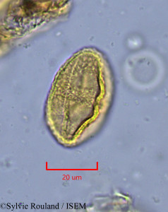 Sylvie.Rouland/Ledermannia_chrysochlamys_1859/Ledermannia_chrysochlamys_1859_0001(copy)_thumb.jpg