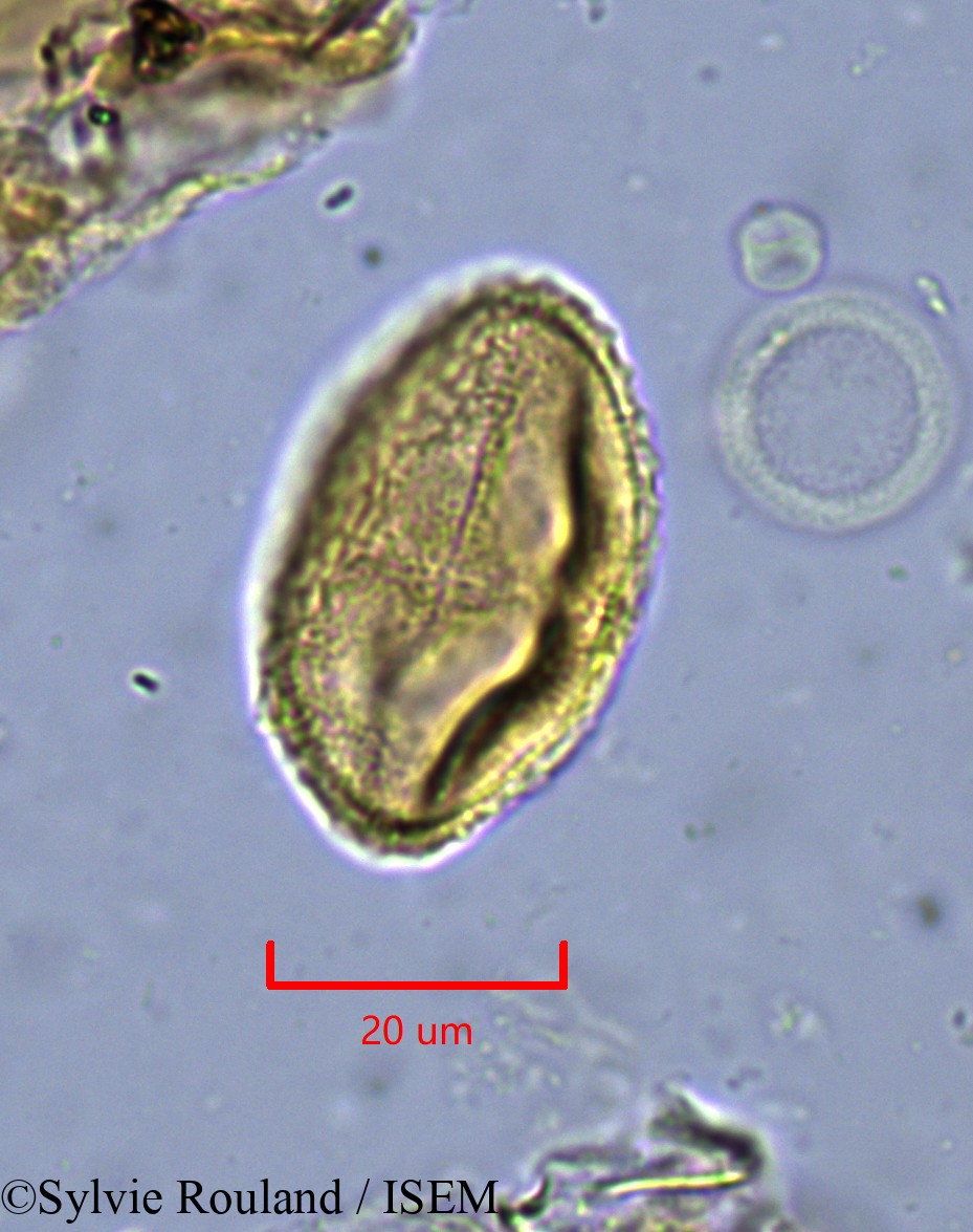 Sylvie.Rouland/Ledermannia_chrysochlamys_1859/Ledermannia_chrysochlamys_1859_0002(copy).jpg