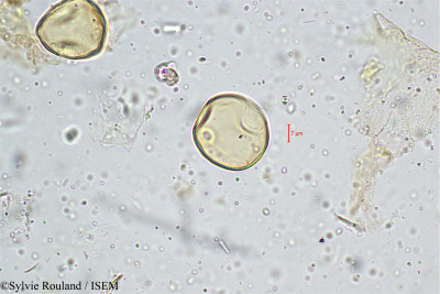 Sylvie.Rouland/Leersia_hexandra_5018/Leersia_hexandra_5018_0001(copy)_thumb.jpg