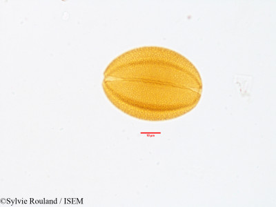 Leontice leontopetalum - lame n° 3566