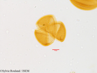 Leontice leontopetalum - lame n° 3566