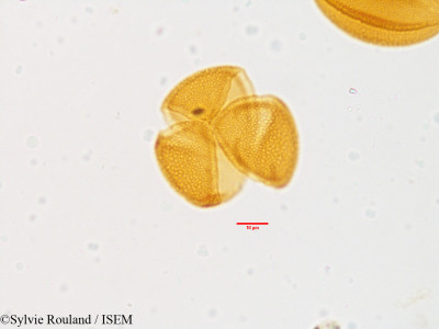 Leontice leontopetalum - lame n° 3566