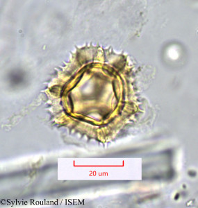 Sylvie.Rouland/Leontodon_hispidus_1189/Leontodon_hispidus_1189_0001(copy)_thumb.jpg