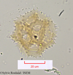 Sylvie.Rouland/Leontodon_tuberosus_1074/Leontodon_tuberosus_1074_0001(copy)_thumb.jpg