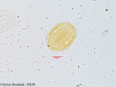 Sylvie.Rouland/Lepidagathis_cristata_3815/Lepidagathis_cristata_3815_0001(copy)_thumb.jpg