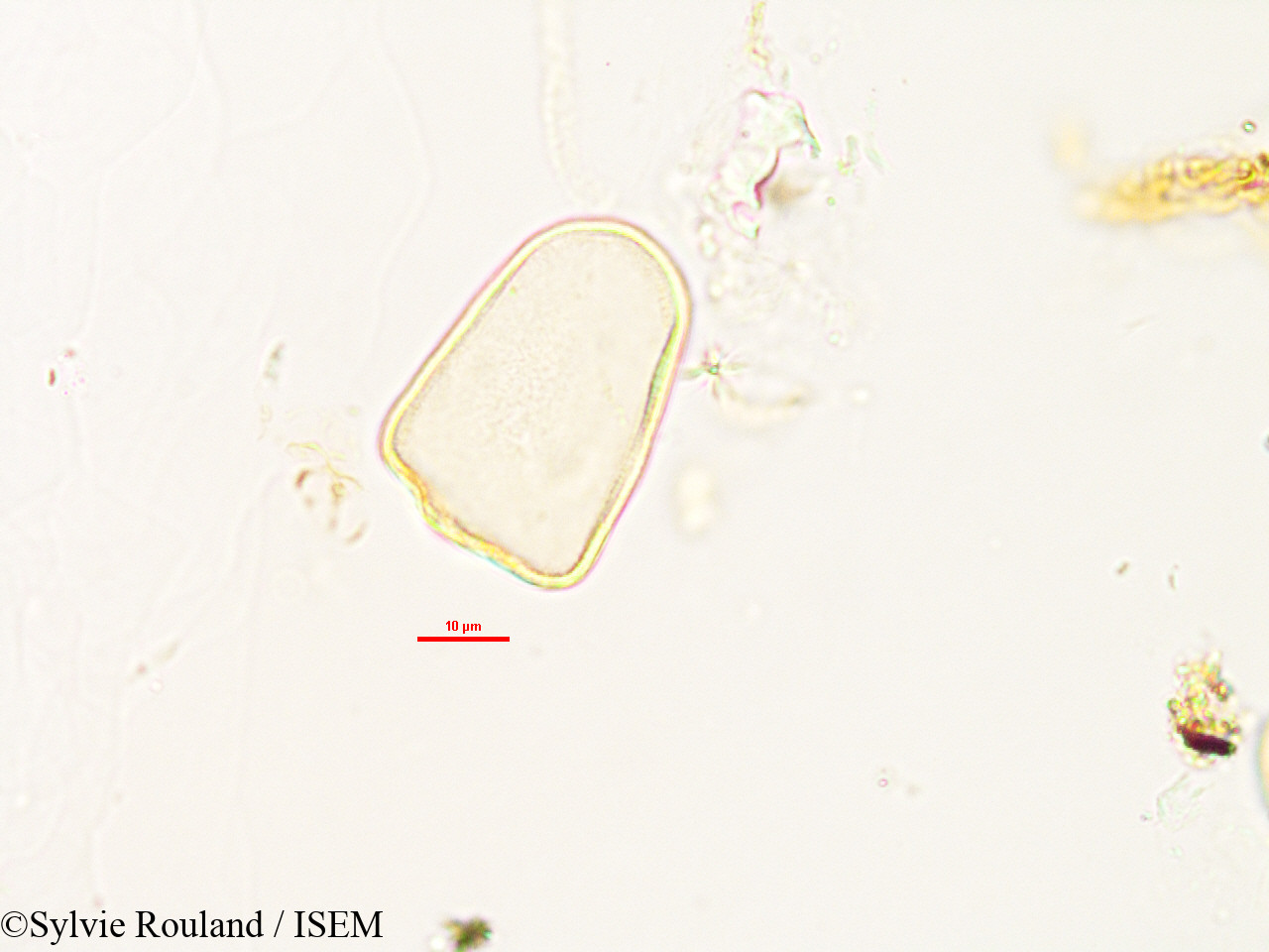 Sylvie.Rouland/Lepironia_mucronata_2986/Lepironia_mucronata_2986_0001(copy).jpg
