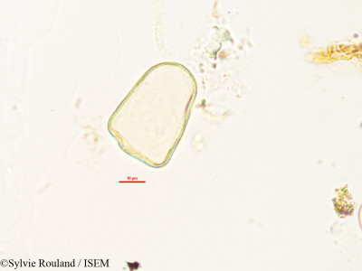 Lepironia mucronata - lame n° 2986