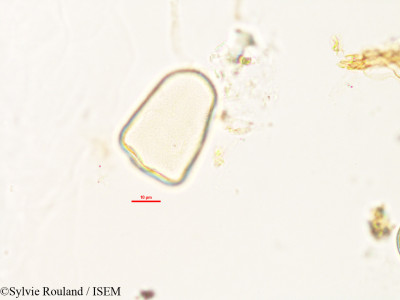Lepironia mucronata - lame n° 2986