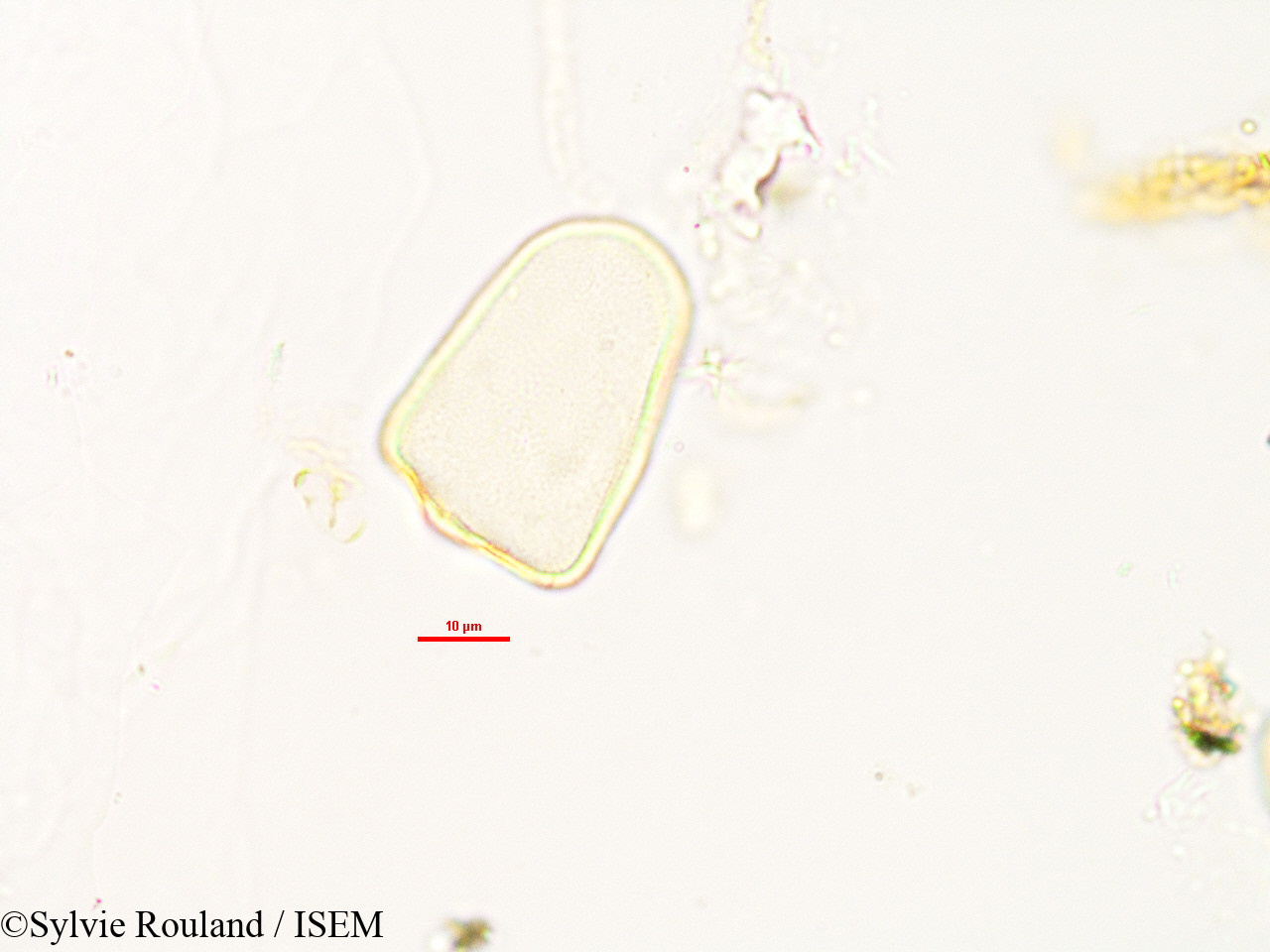 Sylvie.Rouland/Lepironia_mucronata_2986/Lepironia_mucronata_2986_0004(copy).jpg