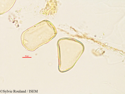 Lepironia mucronata - lame n° 2986