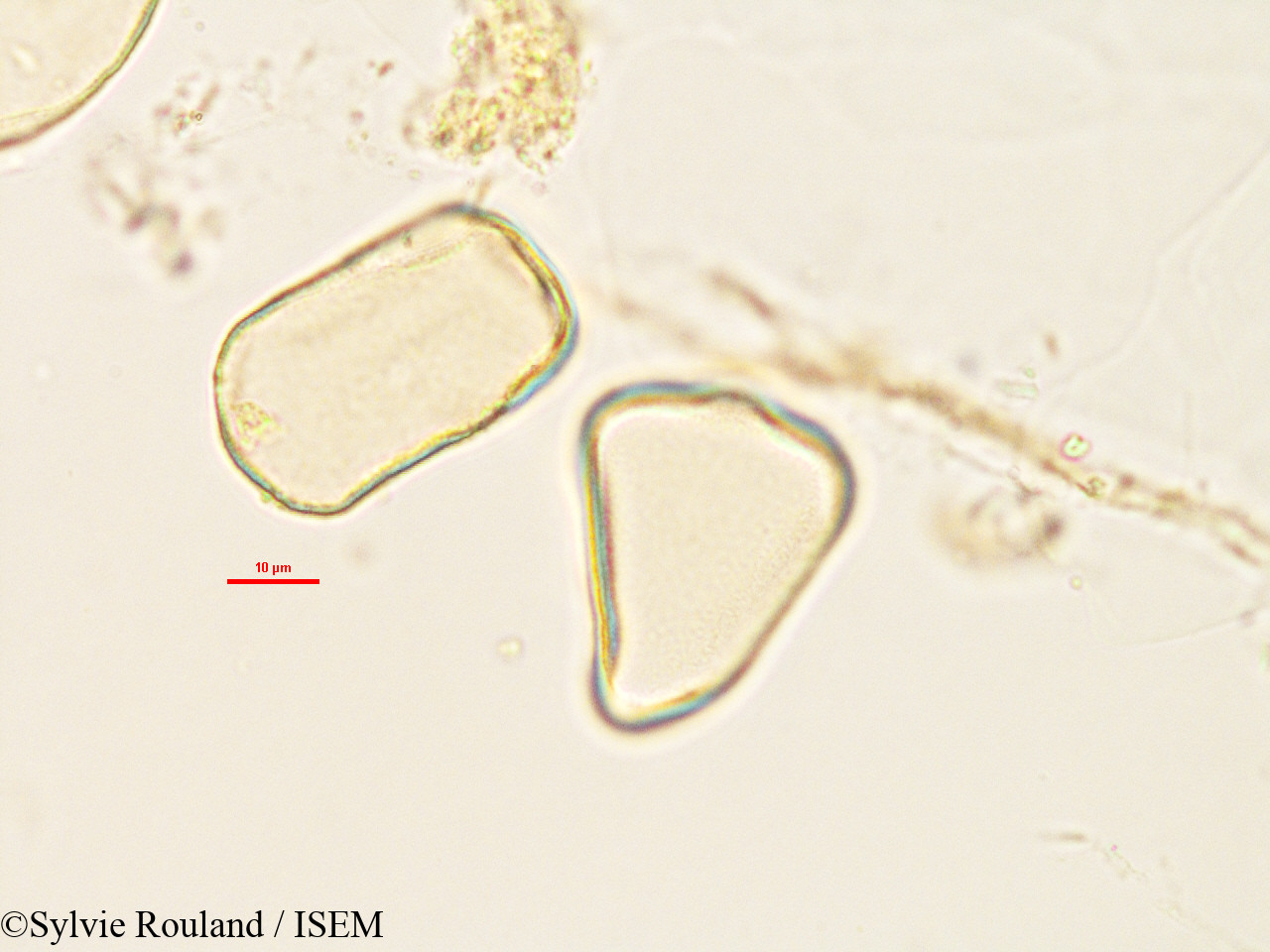 Sylvie.Rouland/Lepironia_mucronata_2986/Lepironia_mucronata_2986_0006(copy).jpg