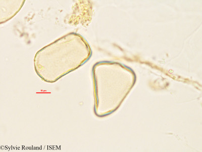 Lepironia mucronata - lame n° 2986