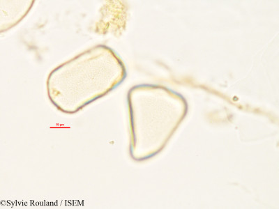 Lepironia mucronata - lame n° 2986