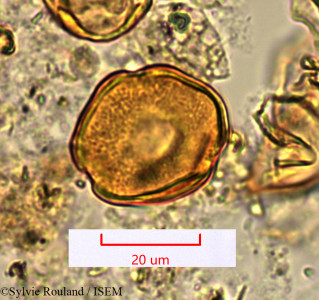 Sylvie.Rouland/Leptaulus_citrioides_1545/Leptaulus_citrioides_1545_0001(copy)_thumb.jpg
