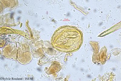 Sylvie.Rouland/Leptodesmia_congesta_5249/Leptodesmia_congesta_5249_0001(copy)_thumb.jpg