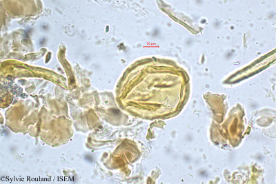 Leptodesmia congesta - lame n° 5249