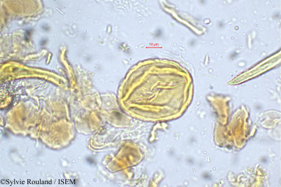 Leptodesmia congesta - lame n° 5249