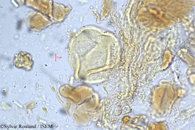 Leptodesmia congesta - lame n° 5249