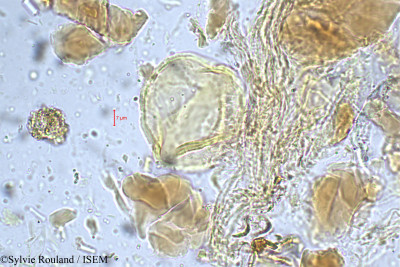 Leptodesmia congesta - lame n° 5249