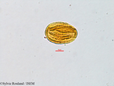 Sylvie.Rouland/Leptodesmia_perrieri_2814/Leptodesmia_perrieri_2814_0001(copy)_thumb.jpg