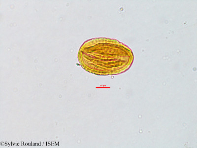 Leptodesmia perrieri - lame n° 2814