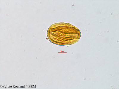 Leptodesmia perrieri - lame n° 2814