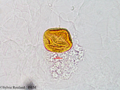 Leptodesmia perrieri - lame n° 2814