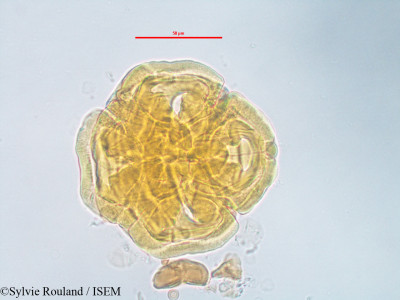 Sylvie.Rouland/Leptolaena_multiflora_3238/Leptolaena_multiflora_3238_0001(copy)_thumb.jpg