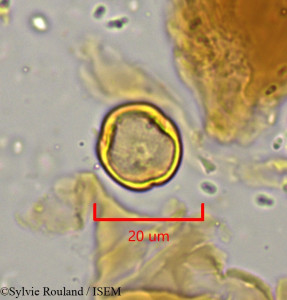 Leptonema venosum - lame n° 1921