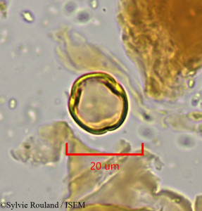 Leptonema venosum - lame n° 1921