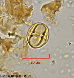 Leptonema venosum - lame n° 1921