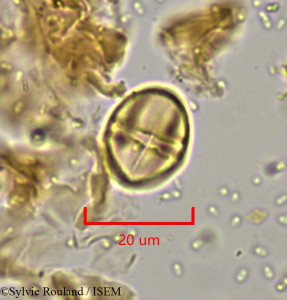 Leptonema venosum - lame n° 1921