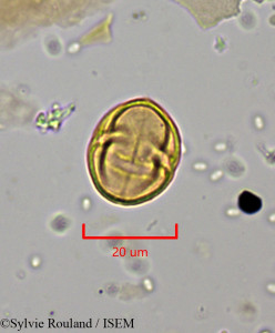 Leptonema venosum - lame n° 1924