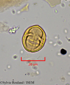 Leptonema venosum - lame n° 1924