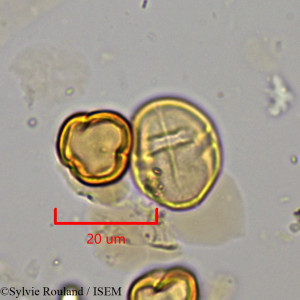 Leptonema venosum - lame n° 1924
