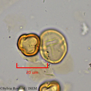Leptonema venosum - lame n° 1924