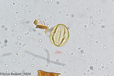 Sylvie.Rouland/Lespedeza_sericea_5147/Lespedeza_sericea_5147_0001(copy)_thumb.jpg