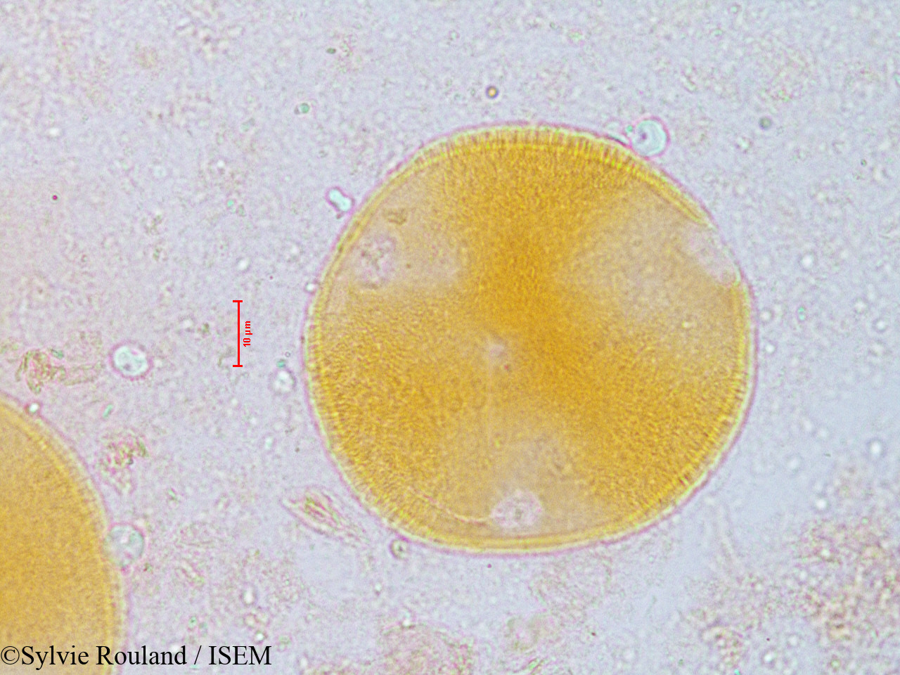 Sylvie.Rouland/Leucaena_glauca_3961/Leucaena_glauca_3961_0002(copy).jpg