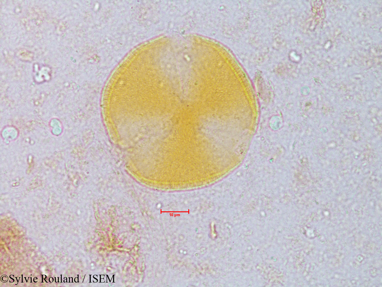 Sylvie.Rouland/Leucaena_glauca_3961/Leucaena_glauca_3961_0007(copy).jpg