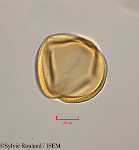 Leucaena leucocephala - lame n° 47283