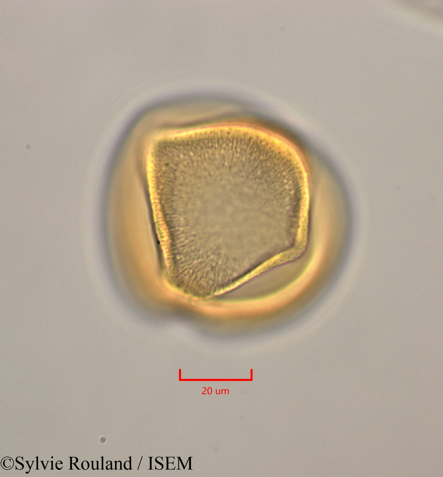 Sylvie.Rouland/Leucaena_leucocephala_47283/Leucaena_leucocephala_47283_0002(copy).jpg