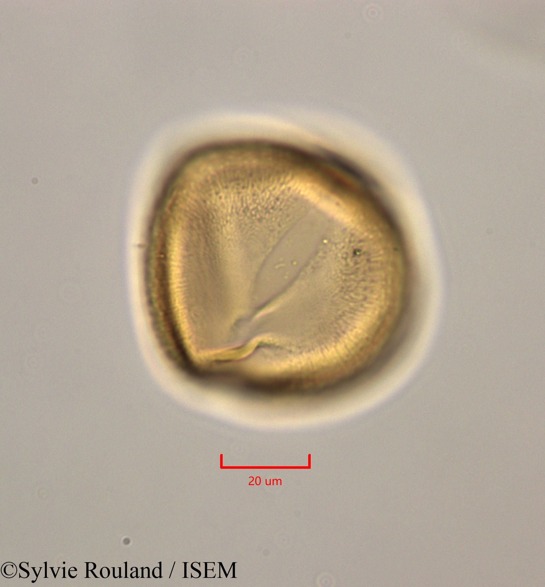 Sylvie.Rouland/Leucaena_leucocephala_47283/Leucaena_leucocephala_47283_0003(copy).jpg