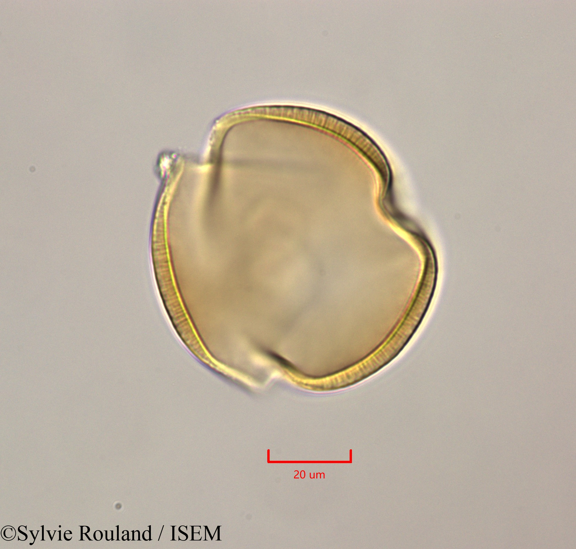 Sylvie.Rouland/Leucaena_leucocephala_47283/Leucaena_leucocephala_47283_0004(copy).jpg