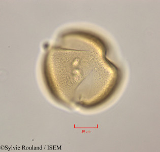 Leucaena leucocephala - lame n° 47283