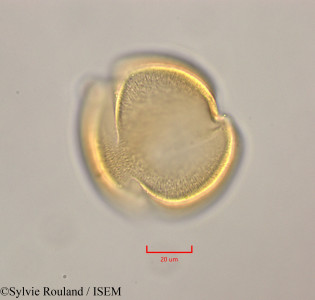 Leucaena leucocephala - lame n° 47283
