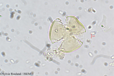 Sylvie.Rouland/Leucas_angularis_5517/Leucas_angularis_5517_0001(copy)_thumb.jpg