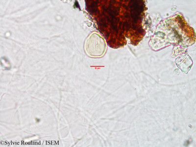 Sylvie.Rouland/Leucas_aspera_3091/Leucas_aspera_3091_0001(copy)_thumb.jpg